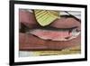 Lake Tahoe, California - Caught Lake Tahoe 5 Pound Trout-Lantern Press-Framed Premium Giclee Print