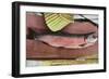 Lake Tahoe, California - Caught Lake Tahoe 5 Pound Trout-Lantern Press-Framed Art Print