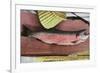 Lake Tahoe, California - Caught Lake Tahoe 5 Pound Trout-Lantern Press-Framed Art Print