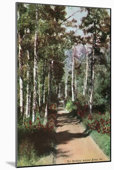 Lake Tahoe, California - Glen Alpine Springs Aspen Road-Lantern Press-Mounted Art Print