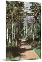 Lake Tahoe, California - Glen Alpine Springs Aspen Road-Lantern Press-Mounted Art Print