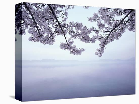 Lake Tazawa and Cherry Blossoms-null-Stretched Canvas