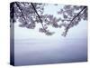 Lake Tazawa and Cherry Blossoms-null-Stretched Canvas