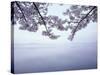 Lake Tazawa and Cherry Blossoms-null-Stretched Canvas