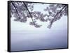 Lake Tazawa and Cherry Blossoms-null-Framed Stretched Canvas