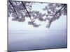 Lake Tazawa and Cherry Blossoms-null-Mounted Premium Photographic Print