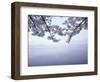 Lake Tazawa and Cherry Blossoms-null-Framed Photographic Print