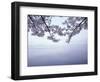 Lake Tazawa and Cherry Blossoms-null-Framed Photographic Print