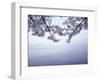 Lake Tazawa and Cherry Blossoms-null-Framed Photographic Print