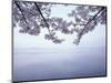 Lake Tazawa and Cherry Blossoms-null-Mounted Photographic Print