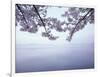 Lake Tazawa and Cherry Blossoms-null-Framed Photographic Print