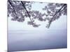 Lake Tazawa and Cherry Blossoms-null-Mounted Photographic Print