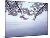 Lake Tazawa and Cherry Blossoms-null-Mounted Photographic Print