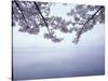 Lake Tazawa and Cherry Blossoms-null-Stretched Canvas