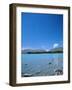 Lake Tekapo, Mount Cook National Park, Canterbury, South Island, New Zealand-Neale Clarke-Framed Photographic Print