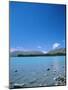 Lake Tekapo, Mount Cook National Park, Canterbury, South Island, New Zealand-Neale Clarke-Mounted Photographic Print