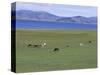 Lake Terkhiin Tsagaan Nuur, Volcanic Region of Khorgo, Arkhangai, Mongolia, Central Asia-Bruno Morandi-Stretched Canvas