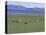 Lake Terkhiin Tsagaan Nuur, Volcanic Region of Khorgo, Arkhangai, Mongolia, Central Asia-Bruno Morandi-Stretched Canvas