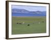 Lake Terkhiin Tsagaan Nuur, Volcanic Region of Khorgo, Arkhangai, Mongolia, Central Asia-Bruno Morandi-Framed Photographic Print