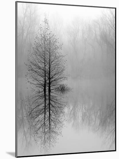 Lake Trees in Winter Fog-Nicholas Bell-Mounted Photographic Print