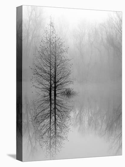 Lake Trees in Winter Fog-Nicholas Bell-Stretched Canvas