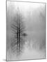 Lake Trees in Winter Fog-Nicholas Bell-Mounted Photographic Print