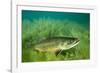 Lake Trout Portrait, Emerald Lake, Montana-James White-Framed Photographic Print