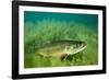 Lake Trout Portrait, Emerald Lake, Montana-James White-Framed Photographic Print