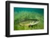 Lake Trout Portrait, Emerald Lake, Montana-James White-Framed Photographic Print