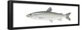 Lake Trout (Salvelinus Namaycush), Fishes-Encyclopaedia Britannica-Framed Poster