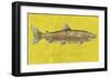 Lake Trout-John Golden-Framed Art Print