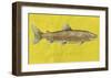 Lake Trout-John Golden-Framed Art Print