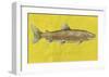 Lake Trout-John Golden-Framed Art Print