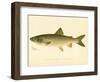 Lake Trout-null-Framed Giclee Print