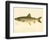 Lake Trout-null-Framed Giclee Print