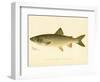 Lake Trout-null-Framed Giclee Print