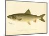 Lake Trout-null-Mounted Giclee Print