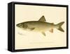 Lake Trout-null-Framed Stretched Canvas