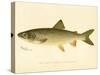 Lake Trout-null-Stretched Canvas