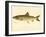 Lake Trout-null-Framed Giclee Print