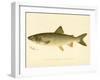 Lake Trout-null-Framed Giclee Print