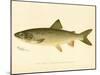 Lake Trout-null-Mounted Giclee Print