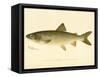 Lake Trout-null-Framed Stretched Canvas