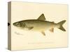 Lake Trout-null-Stretched Canvas