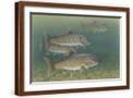 Brown Frame