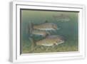 White Frame
