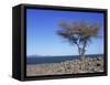 Lake Turkana, Kenya, East Africa, Africa-Storm Stanley-Framed Stretched Canvas