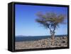 Lake Turkana, Kenya, East Africa, Africa-Storm Stanley-Framed Stretched Canvas