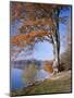 Lake, Virginia Water, Windsor Great Park, Berkshire, England, United Kingdom-Roy Rainford-Mounted Photographic Print