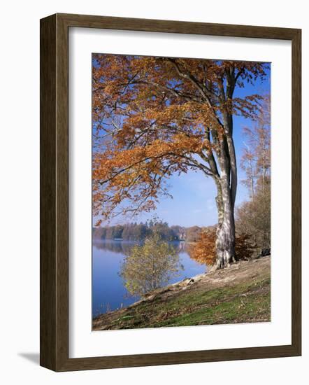 Lake, Virginia Water, Windsor Great Park, Berkshire, England, United Kingdom-Roy Rainford-Framed Photographic Print